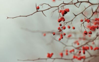 An Early Winter Note From Virgil
